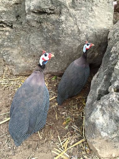 Guinea  fowl