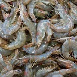  PRAWN- UNCLEANED 1KG