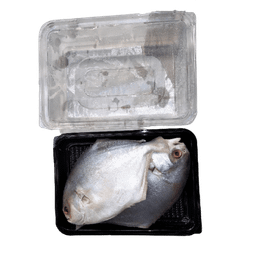  GOLD POMFRET - CLAENED 750G TO 850G