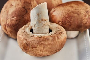 Mushroom, Portabellini