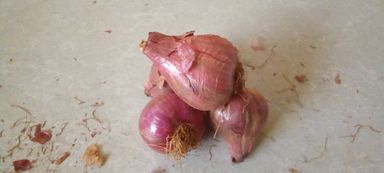 Onion