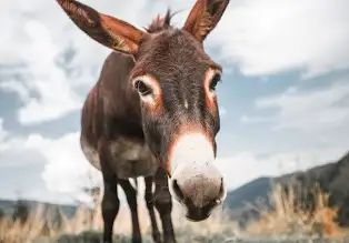 Ibrahim donkey for sale