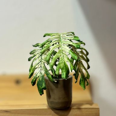 Monstera Devil Monster