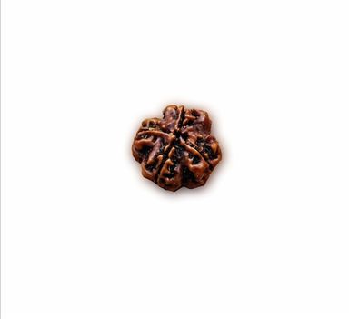 Rudraksha beads 