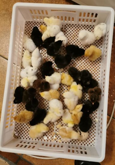 Free range/ Backyard chicken chicks