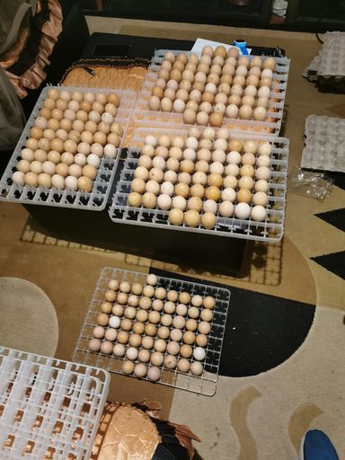 Egg Incubation