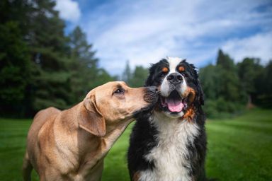 Dog Walking ( Two Dogs)