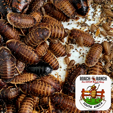 Dubia Roaches