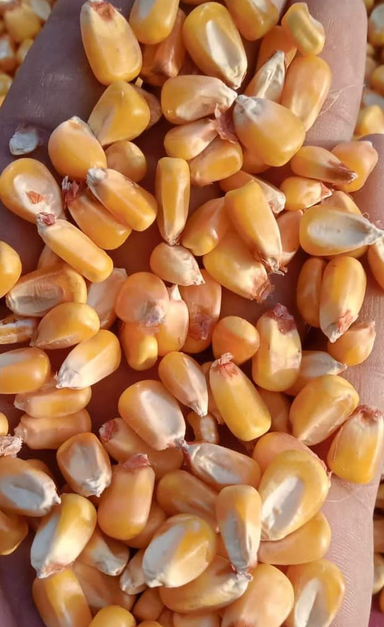 Yellow Corn / Maize