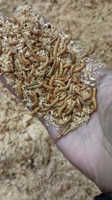 Alive Mealworms