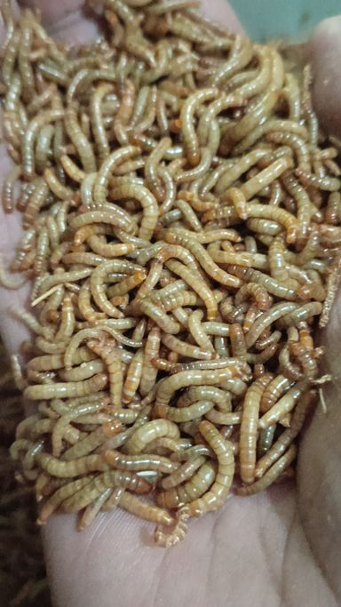 Alive Mealworms