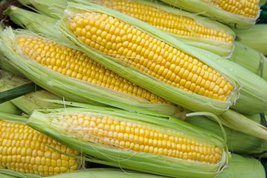 Sweet Corn