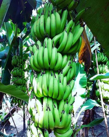 Banana (Bukoba)