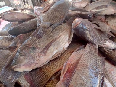 KARIBA FRESH MEDIUM BREAMS