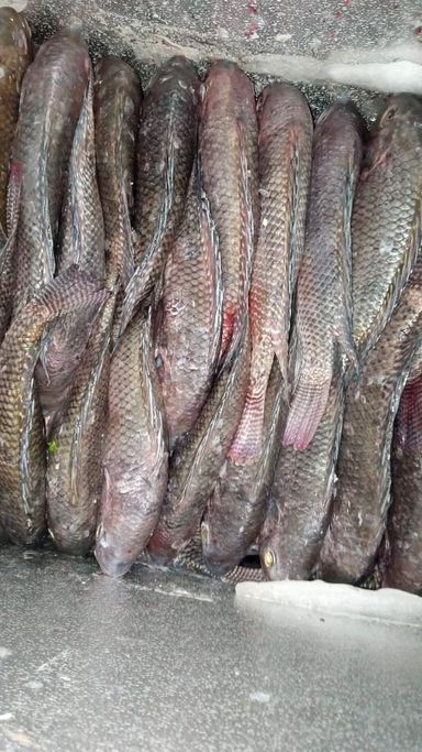 KARIBA FRESH BIG BREAMS