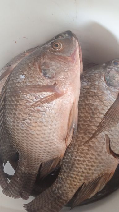 KARIBA FRESH MEDIUM BREAMS