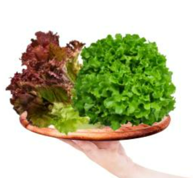 Meod Salad Bundel C (Red Crisp & Green Oak) 200g -沙拉生菜