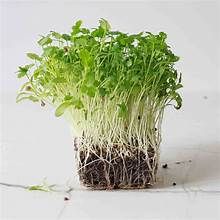 Cilantro