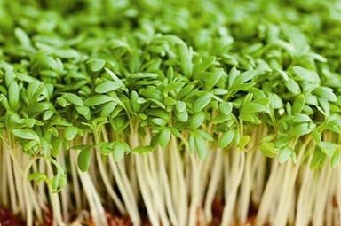 Cress MicroGreens