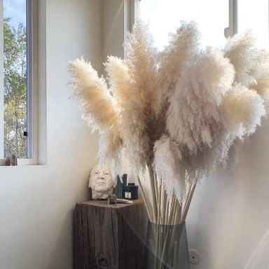 Large Pampas Grass