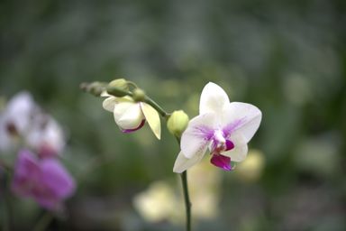 White & Pink Pinch Orchids Flower Plant