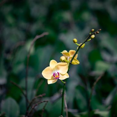 White & Pink Pinch Orchids Flower Plant