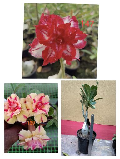 Adenium plant