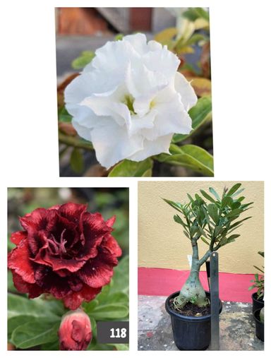 Adenium plant