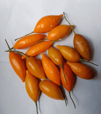 Iboga fruit pods for planting (iboga seeds)