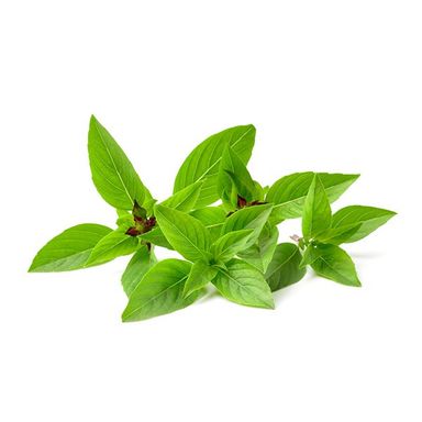 Thai Sweet Basil