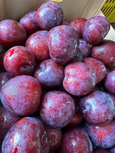 PLUM RED  (1kg)