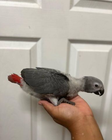 African Grey - Baby - 3 Months