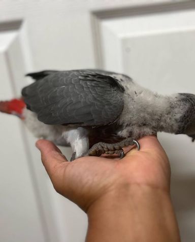 African Grey - Baby - 3 Months