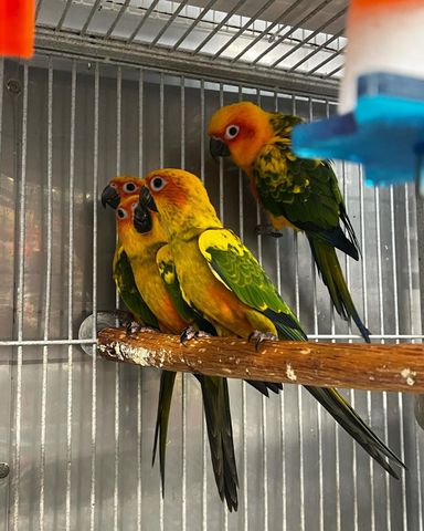 Sun Conures - 6 Months - Tamed