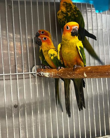 Sun Conures - 6 Months - Tamed