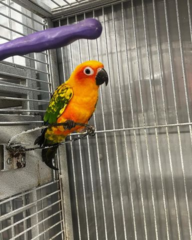 Sun Conures - 6 Months - Tamed