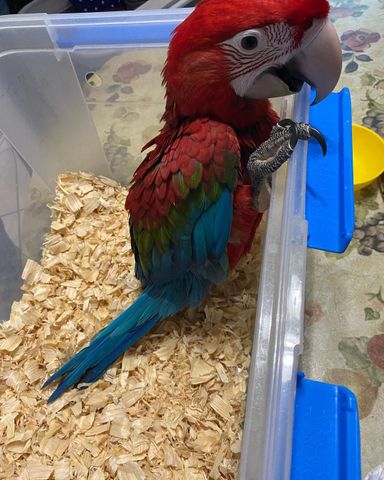 Green Winged Macaw - 6 Months - Tamed