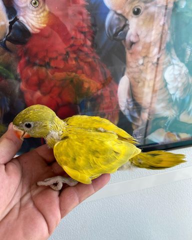 Indian Ringnecks - 2 Months & 2 Weeks 