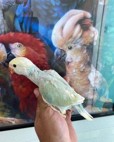 Indian Ringnecks - 2 Months & 2 Weeks 