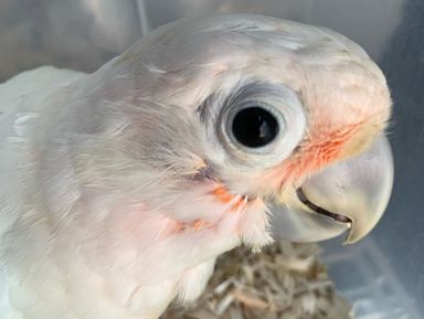 Goffin Cockatoo - 4 Months - Tamed