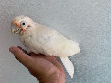 Goffin Cockatoo - 4 Months - Tamed