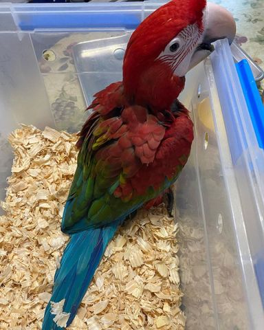 Green Winged Macaw - 6 Months - Tamed