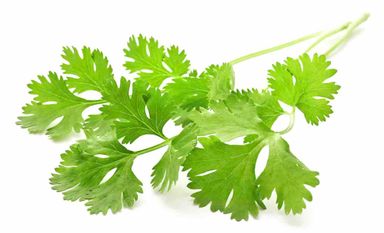 Coriander/ Cilantro