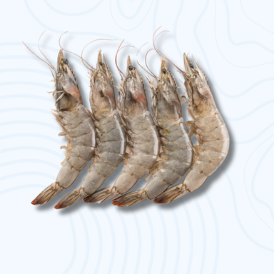 Shrimp (Large)