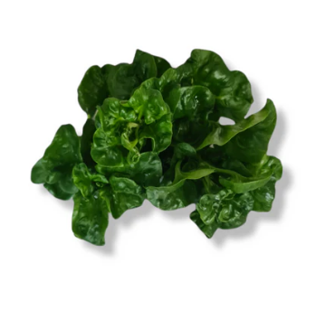 Organic Brazil Spinach - 巴西菠菜 200 g