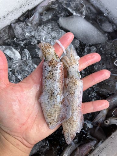 野生魷魚仔