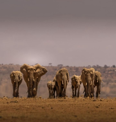 3 DAY SAMBURU NATIONAL RESERVE SAFARI