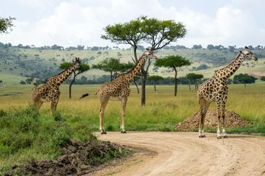 3 DAY SAMBURU NATIONAL RESERVE SAFARI