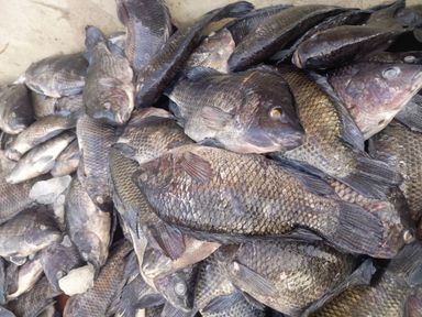 Whole bream fish 