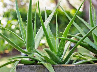 Aloe Vera Plant